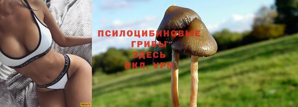 трава Белокуриха